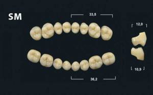 sm denture teeth tribos 501