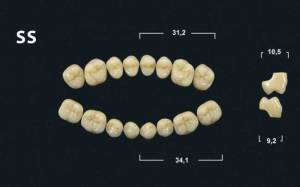ss denture teeth tribos 501