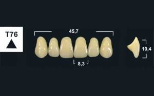 upper anterior denture teeth tribos 501