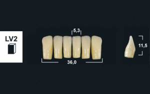 lower anterior denture teeth tribos 501