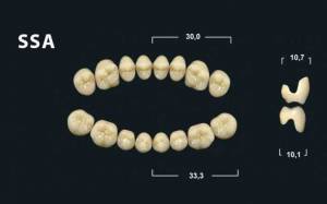 denture teeth tribos 501 ssa